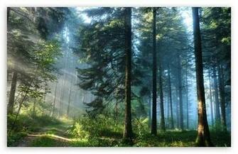 The Thick Forest HD Wallpaper For Standard Fullscreen Uxga Xga