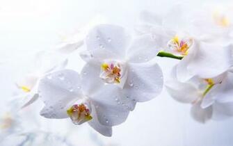 White Orchid Wallpaper