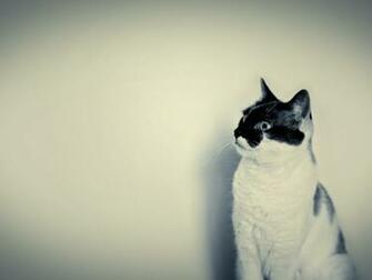 Cute Black And White Cat Desktop Pc Mac Wallpaper