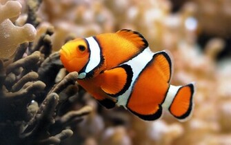 Unique Wallpaper Exotic Fish HD