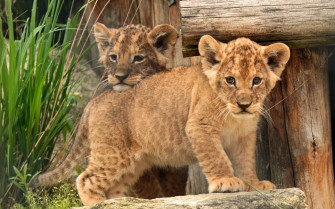 Baby Lion Wallpaper
