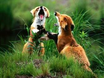 Wallpaper Hewan Fox Animal Jpg Black