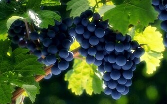Fruits Leaves Wallpaper Grapes Sunlight