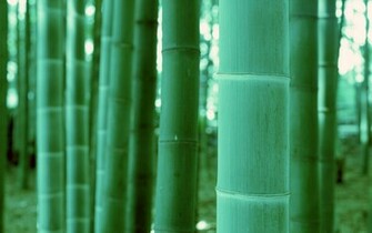 Green Bamboo Wallpaper Is A Great For Your Computer Desktop