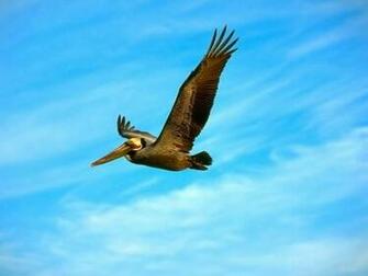 Birds Screensaver Screensavers Search
