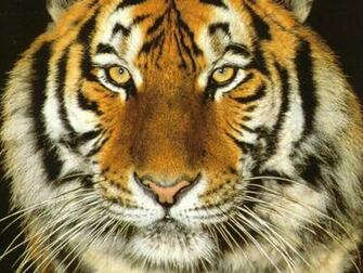 Tiger Wallpaper Und Hintergrundbilder