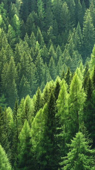 Enjoy Nature S Beauty With Trees iPhone Wallpaper