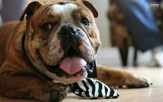 English Bulldog Wallpaper Animal