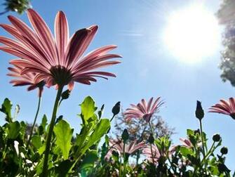 Sunny Day Of Spring Nature Wallpaper And Image