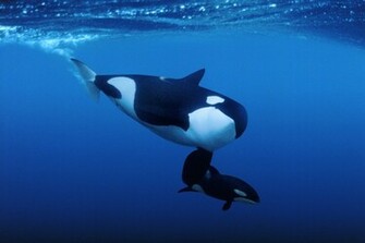 Malignant Sharks And Killer Whales My Image