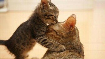 Funny Cats Wallpaper