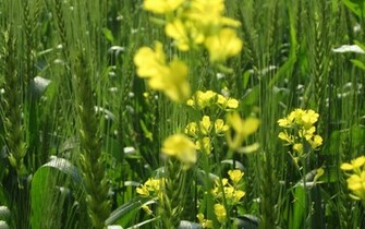 Yellow Wildflowers Wallpaper