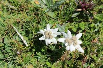 HD Wallpaper Edelweiss Austria Wild Flower Plant Flowering