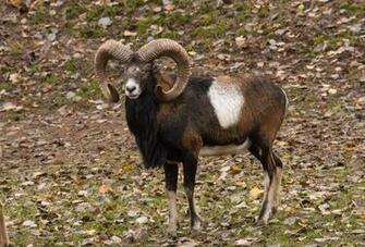 HD Wallpaper Nature Mouflon Animal Themes One