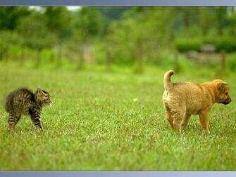 Funny Animal Pictures