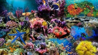 Coral Reef Wallpaper HD