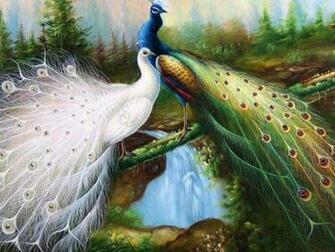 Peacock Wallpaper And Background Id