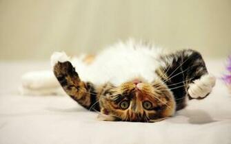 Animal My Little Cat Angel Background Wallpaper Jpg
