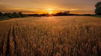 Sun Fields Wallpaper