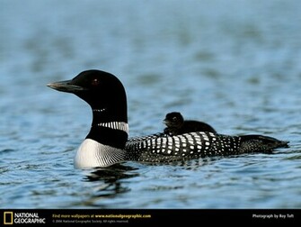 Loon Picture Desktop Wallpaper
