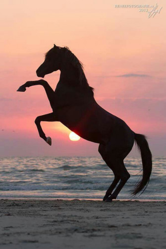 Sunset Beauty Photos De Chevaux Photographie Questre