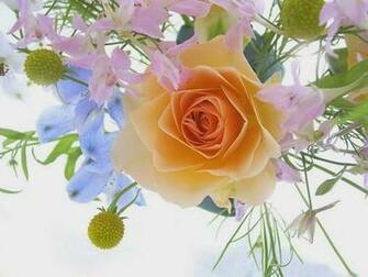 HD Wallpaper Flowers Wide Screen And Full High Qualiti