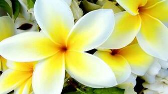 Piresearch Net Tropical Plumeria Flower Wallpaper Html