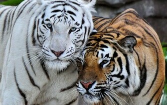 Amour De Tigre Du Bengale Wallpaper