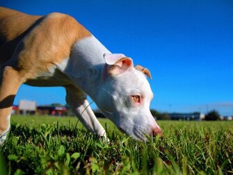 Wallpaper American Pitbull Terrier HD Alojamiento De Im Genes
