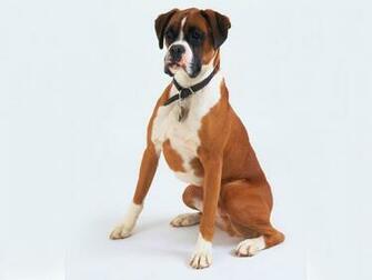 Boxer Dog Computer Wallpaper Desktop Background Id