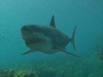 HD Wallpaper Megalodon Swimming Underwater