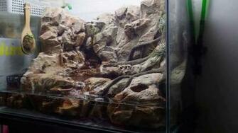Paludarium Construction Google Search Avec Image