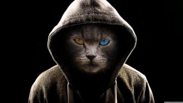 Undercover Cat Ultra HD Desktop Background Wallpaper For 4k UHD Tv