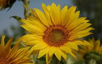 Beautiful Sunflower Wallpaper High Quality