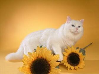 Desktop Wallpaper Animals Cat Eyes HD Widescreen