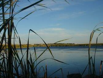 Duck Hunting Background