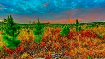 Nature Wallpaper For