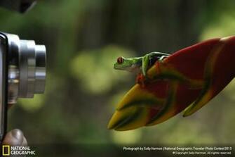 National Geographic Wallpaper Flowers