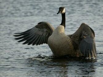 Animal Wallpaper Goose