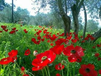 Natural Beauty Flowers Within Without Wallpaper