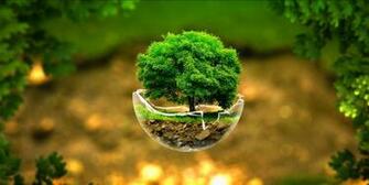 Nature Tree Plantation HD Wallpaper Rocks Pictureicon