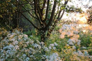 Outdoors Cottagecore Plants Flowers Mocah HD Wallpaper