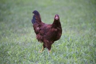 Chicken Hen Bird Image Desktop Background Wallpaper