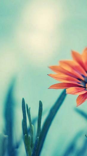 Flower iPhone 5s Wallpaper iPad