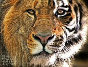 Tiger And Lion Pictures HD Wallpaper Lovely