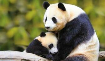 Panda Full HD Wallpaper Desktop