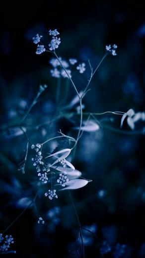 Samsung Galaxy S3 Wallpaper Background Photo
