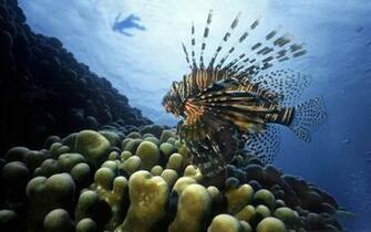Lionfish Wallpaper First HD