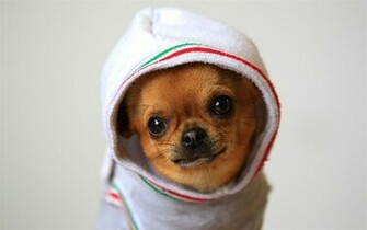 Funny Dog Wallpaper