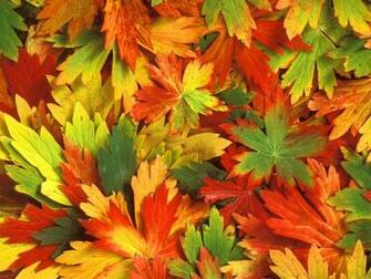 Fall Leaves Background Powerpoint Background For